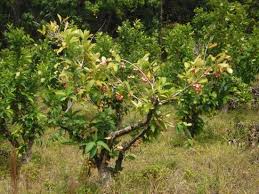 wax apple tree